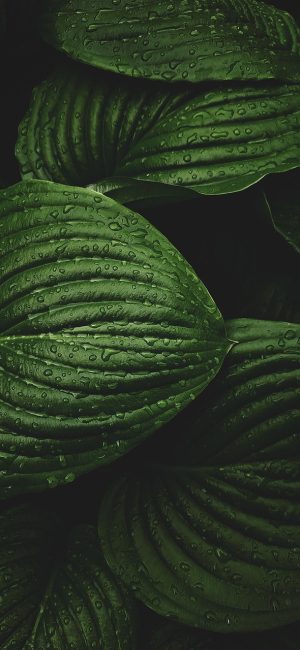 鲁大师绿色版 App 首页深色仪表盘界面，硬件参数以暖橙色卡片排列，顶部显示设备型号